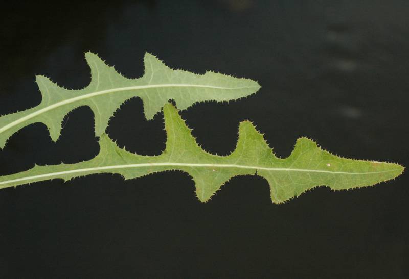 Perennial sowthistle leaf close-up. Photo by Ben Legler, 2005.