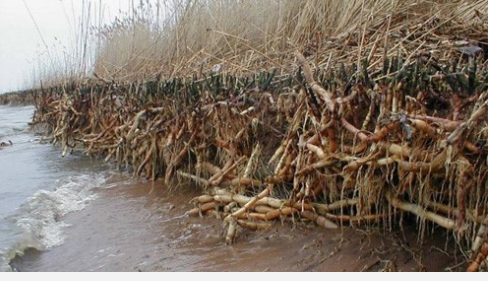 Phragmites root systems are robust and can grow 6 feet below the surface.