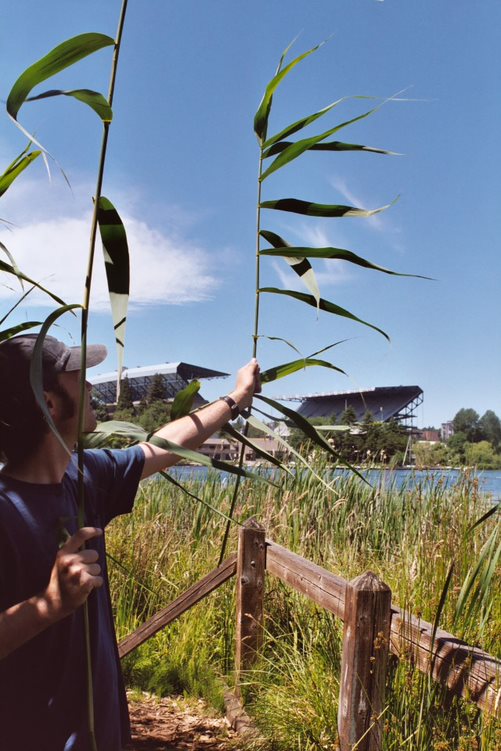 Phragmites silhouette shows the shape of the plant and its long leaves (without seed plumes).