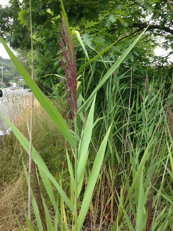 Young phragmites seed head plumes are purplish in color and closely/narrowly clustered, they will open up and turn tan as they mature.