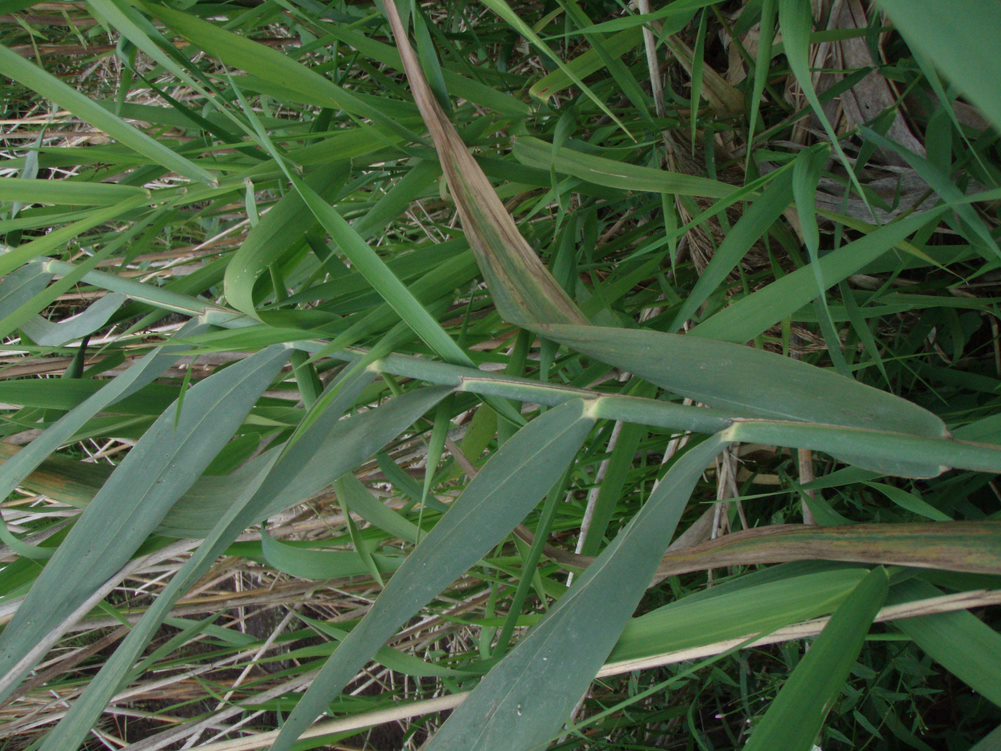 Phragmites leaves are distributed evenly up the stalk, many of the leaves dominate one side.
