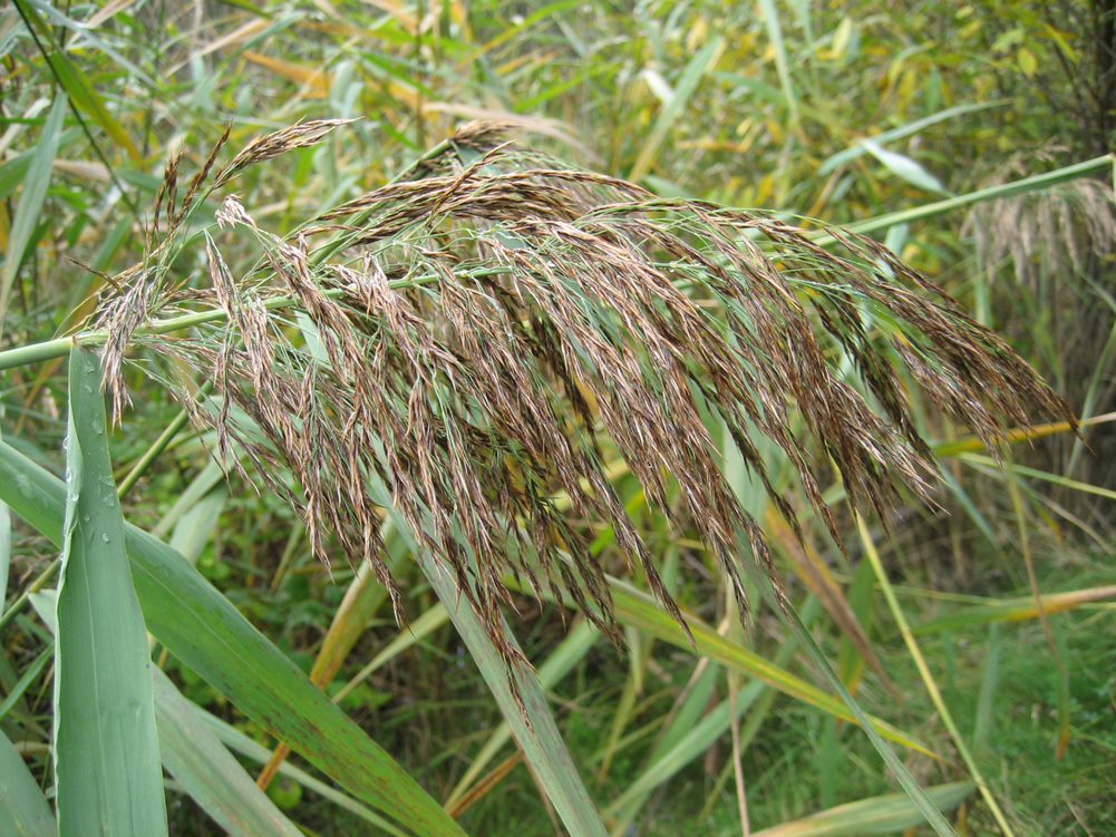Mature phragmites seed head plumes begin to open up and grow tanner in color. This plant’s head is not fully mature but it's getting close.