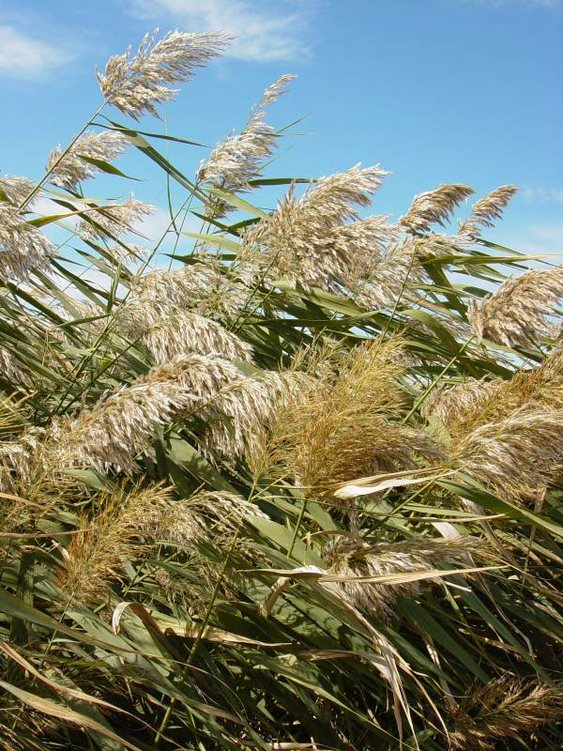 Phragmites plants with fluffy seed head plumes, PC Richard Old, Burke Herbarium