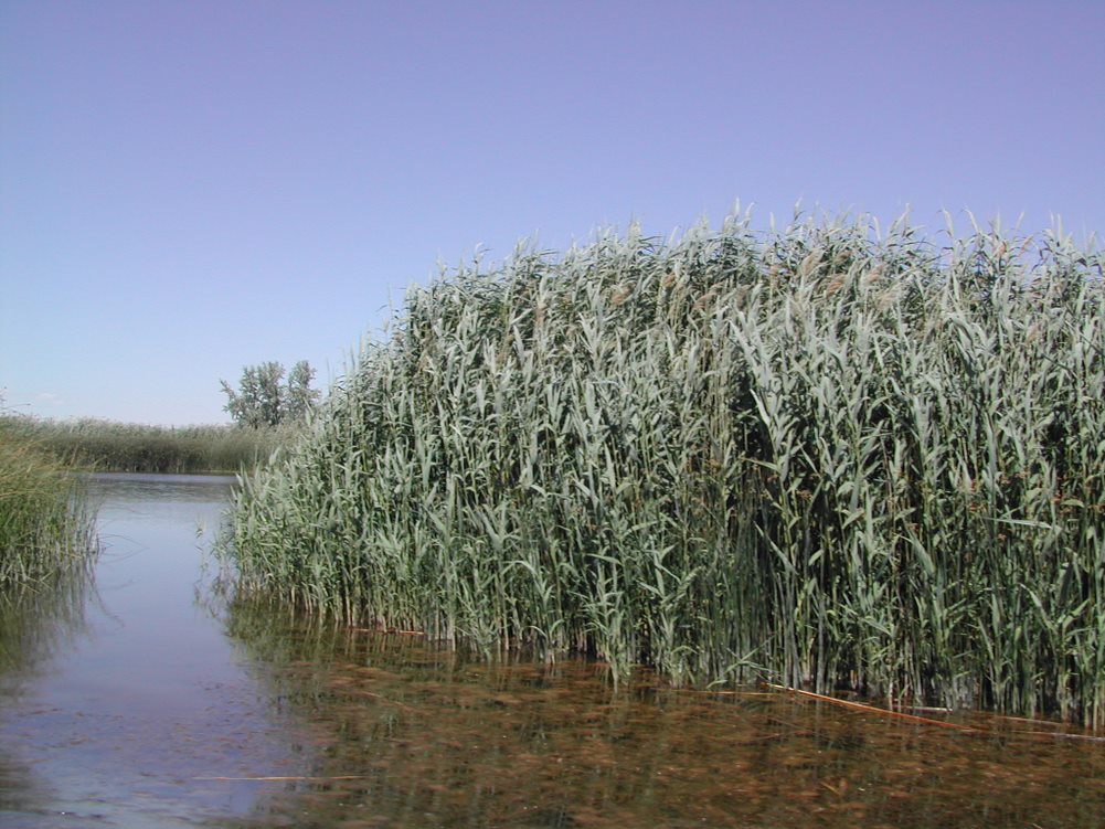 Phragmites often form dense stands that choke out all other vegetation.