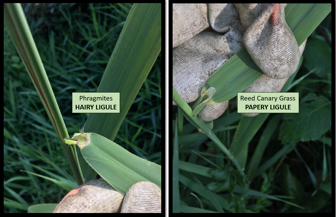 Phragmites hairy ligules (left) versus reed canary grass papery ligules (right) is a good way to distinguish between the two when seed heads are not present.