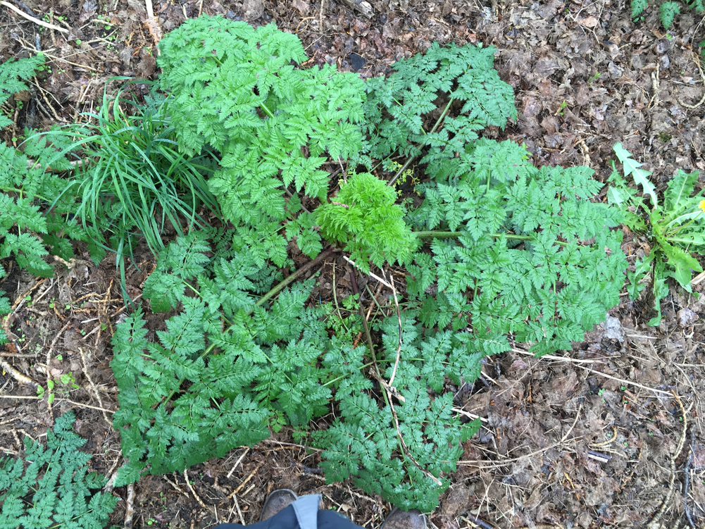 Second year poison hemlock rosette that is beginning to mature in March.