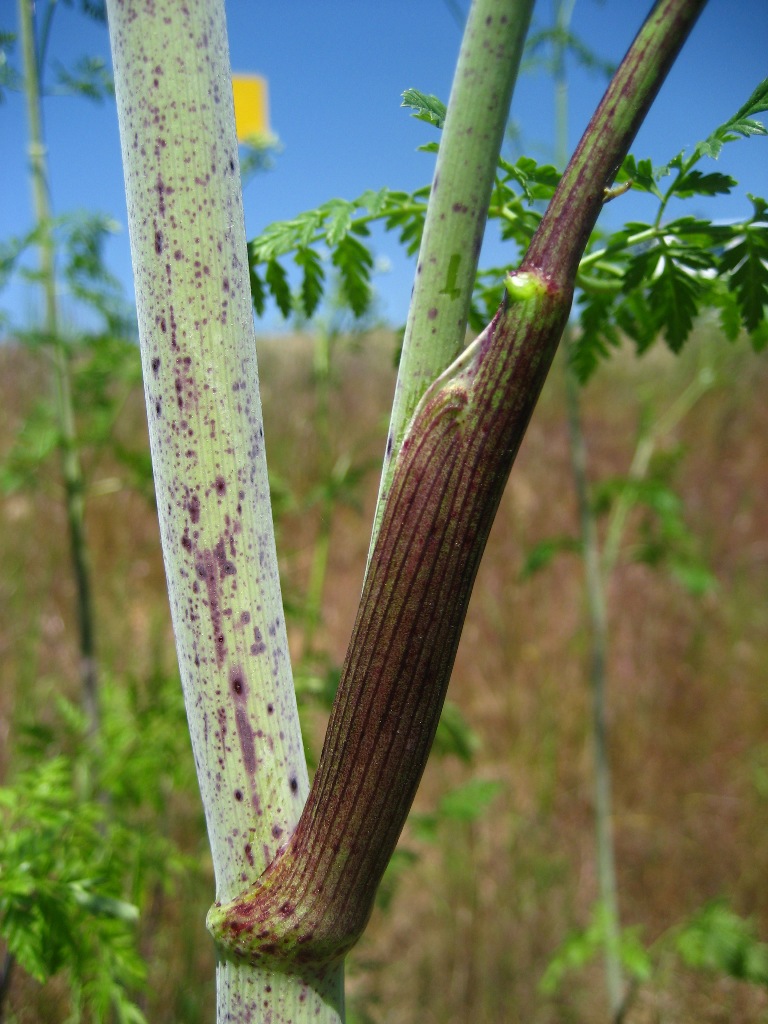 Poison hemlock’s distinct stem is smooth and covered in reddish-purple blotches and streaks.