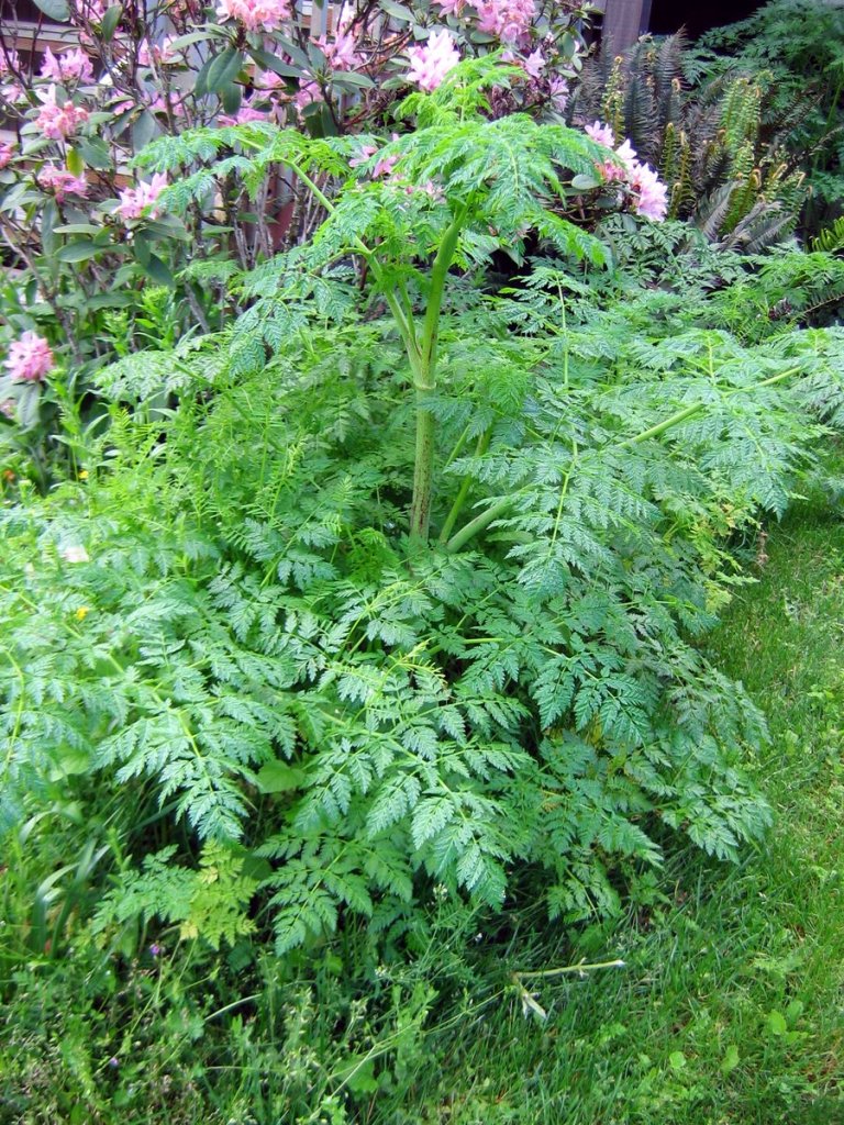 Early second year poison hemlock plants, growing taller from its rosette stage, but still lacking flowers or buds.
