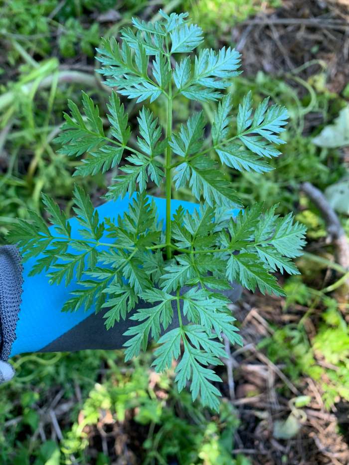 Poison Hemlock Identification And Control King County Washington poison-hemlock-identification-and-control-king-county-washington
