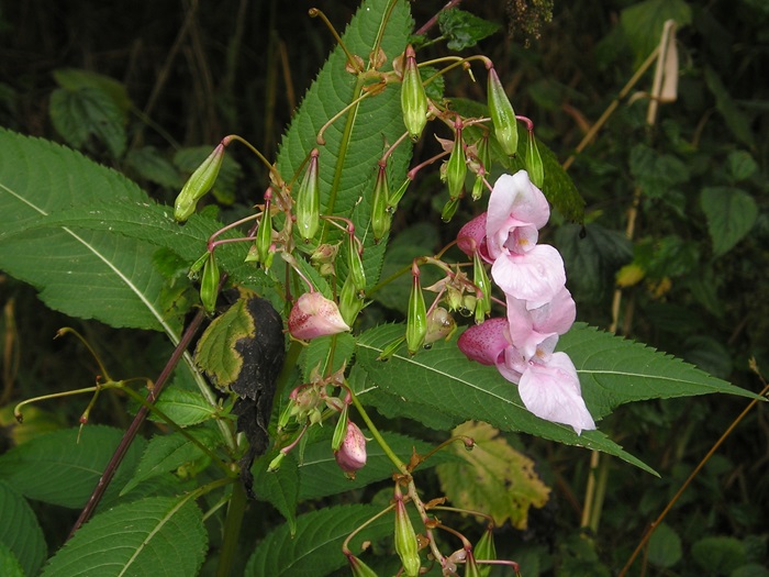 Policeman’s helmet plant with flowers and seeds.