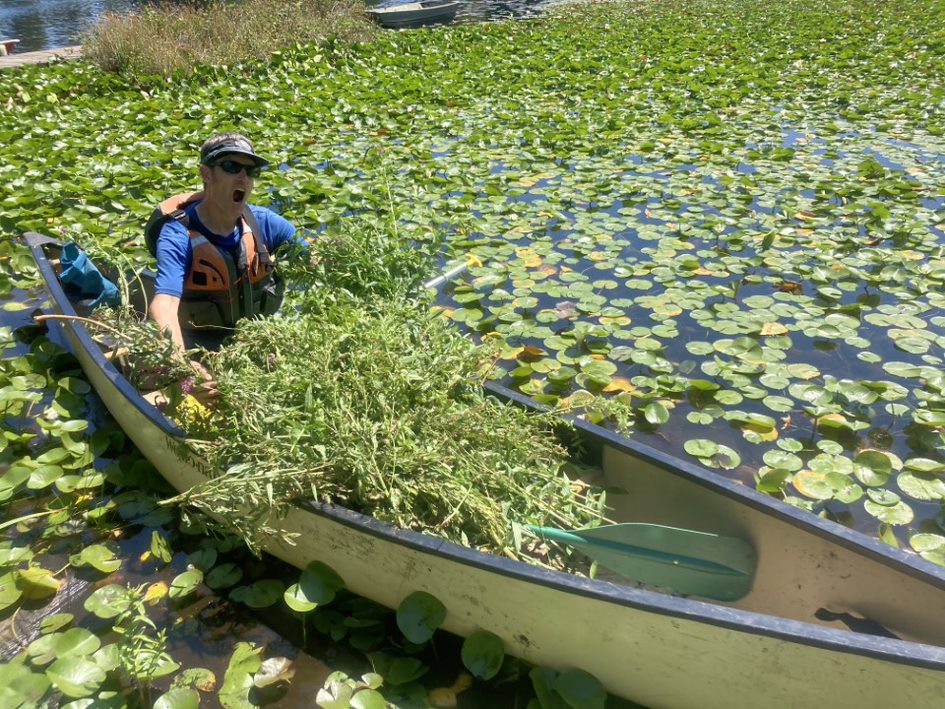 Aquatic Weed Specialist with a half-day’s haul of purple loosestrife from the shores of Haller Lake in his canoe.