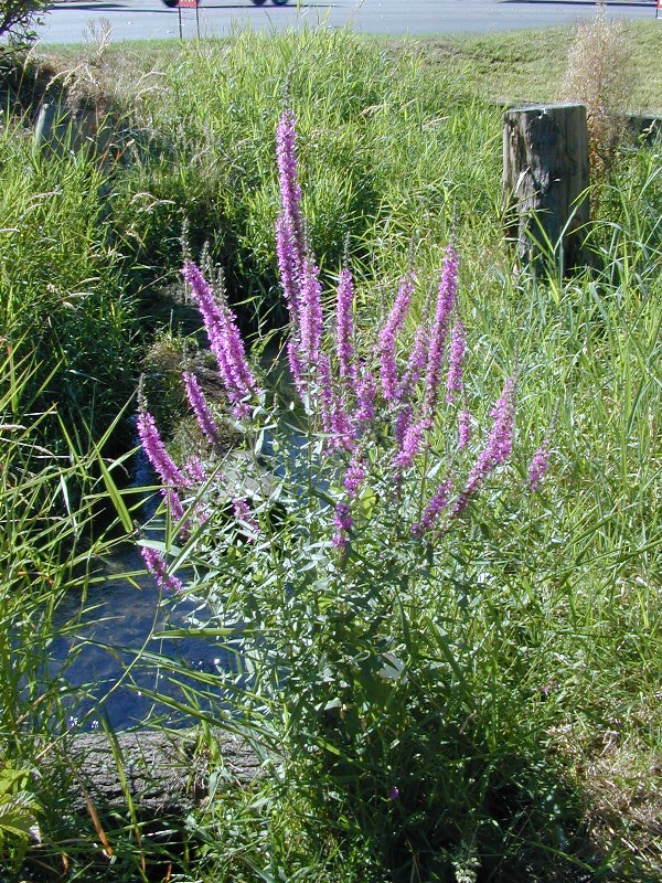 Lone flowering purple loosestrife plant growing near water in a field of wetland grasses