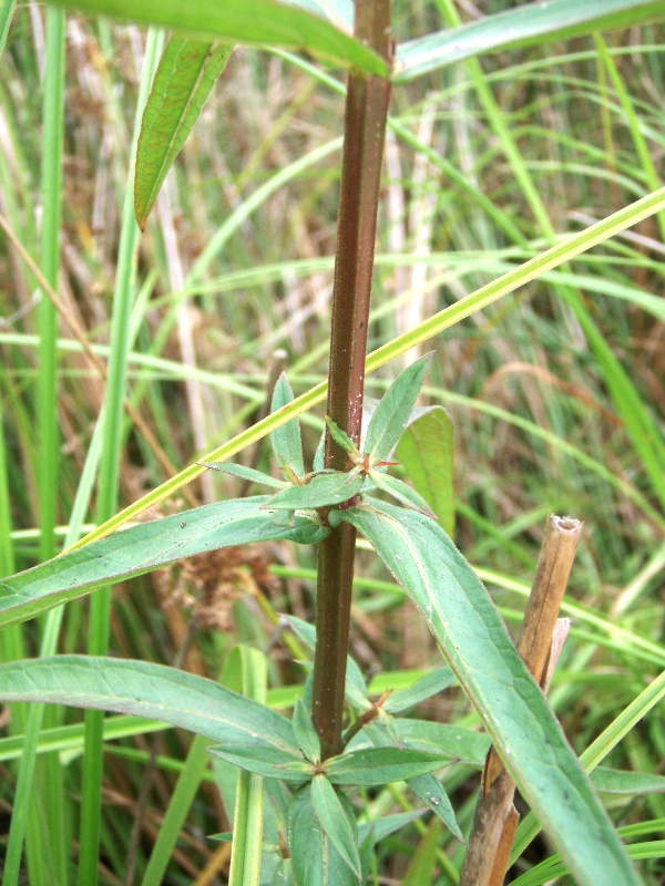 Purple loosestrife square stem and lancelet shaped leaves