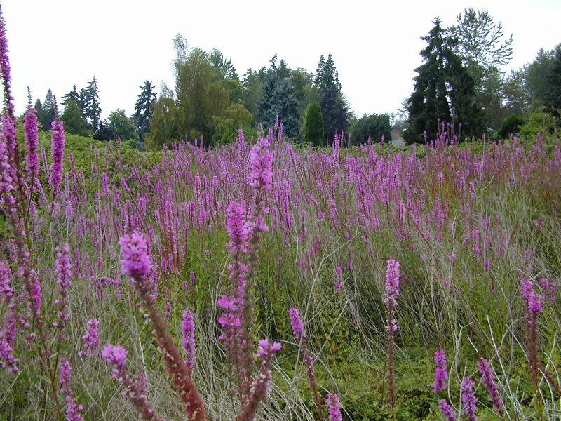 Purple loosestrife infestation in a wetland.