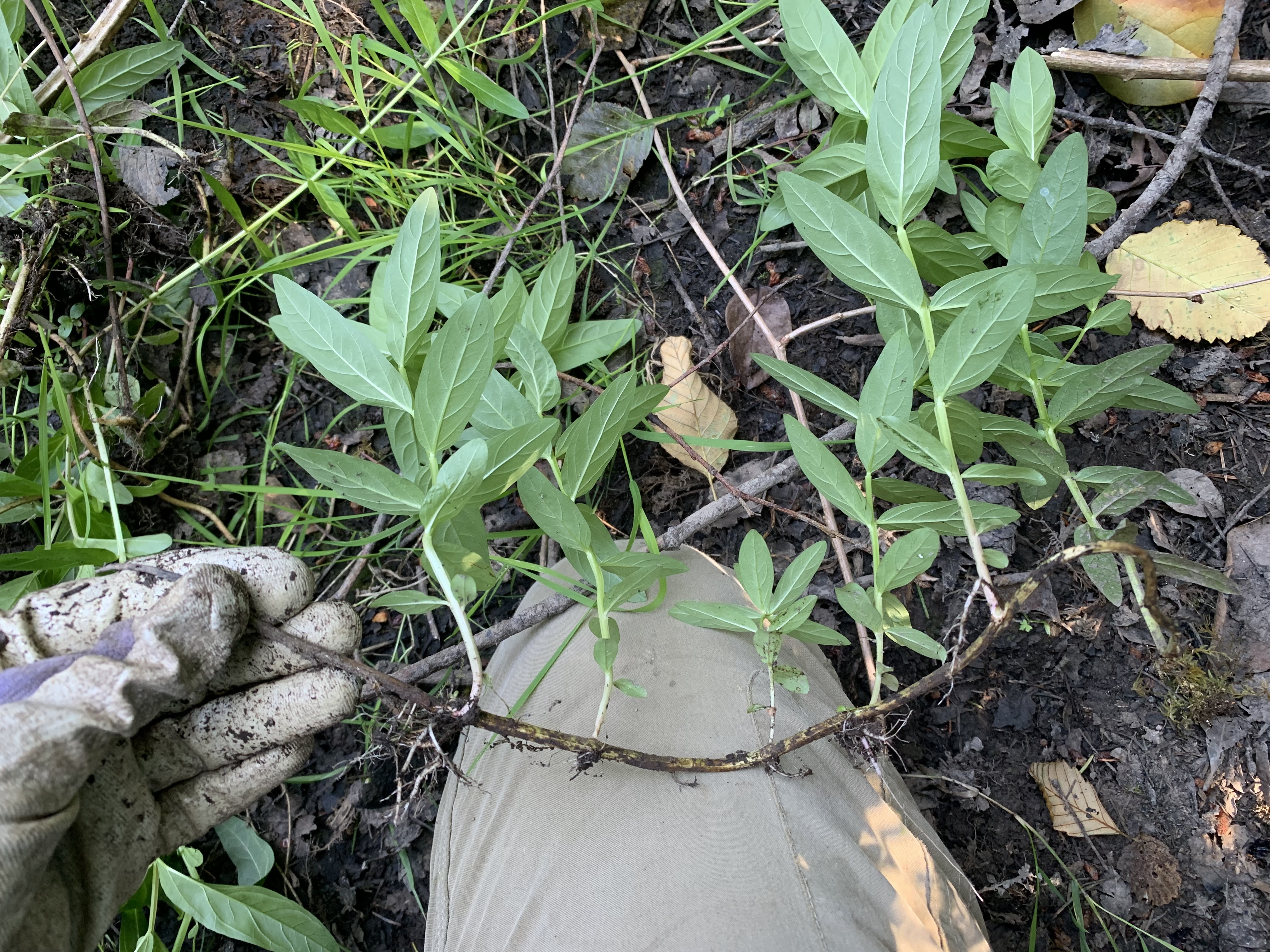 Purple loosestrife stem growing sideways and sprouting.