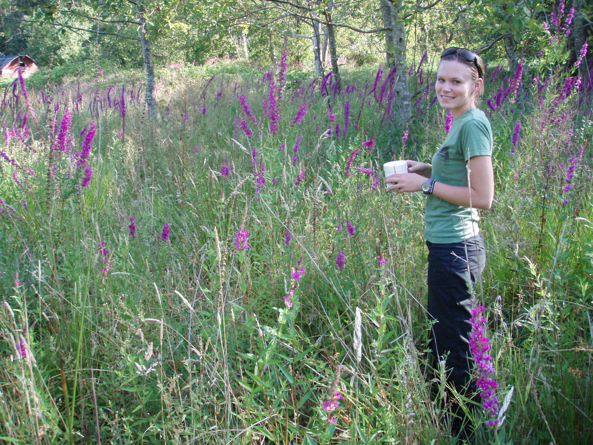 Weed specialist releasing Galerucella beetles - an approved biocontrol - in a field of purple loosestrife.
