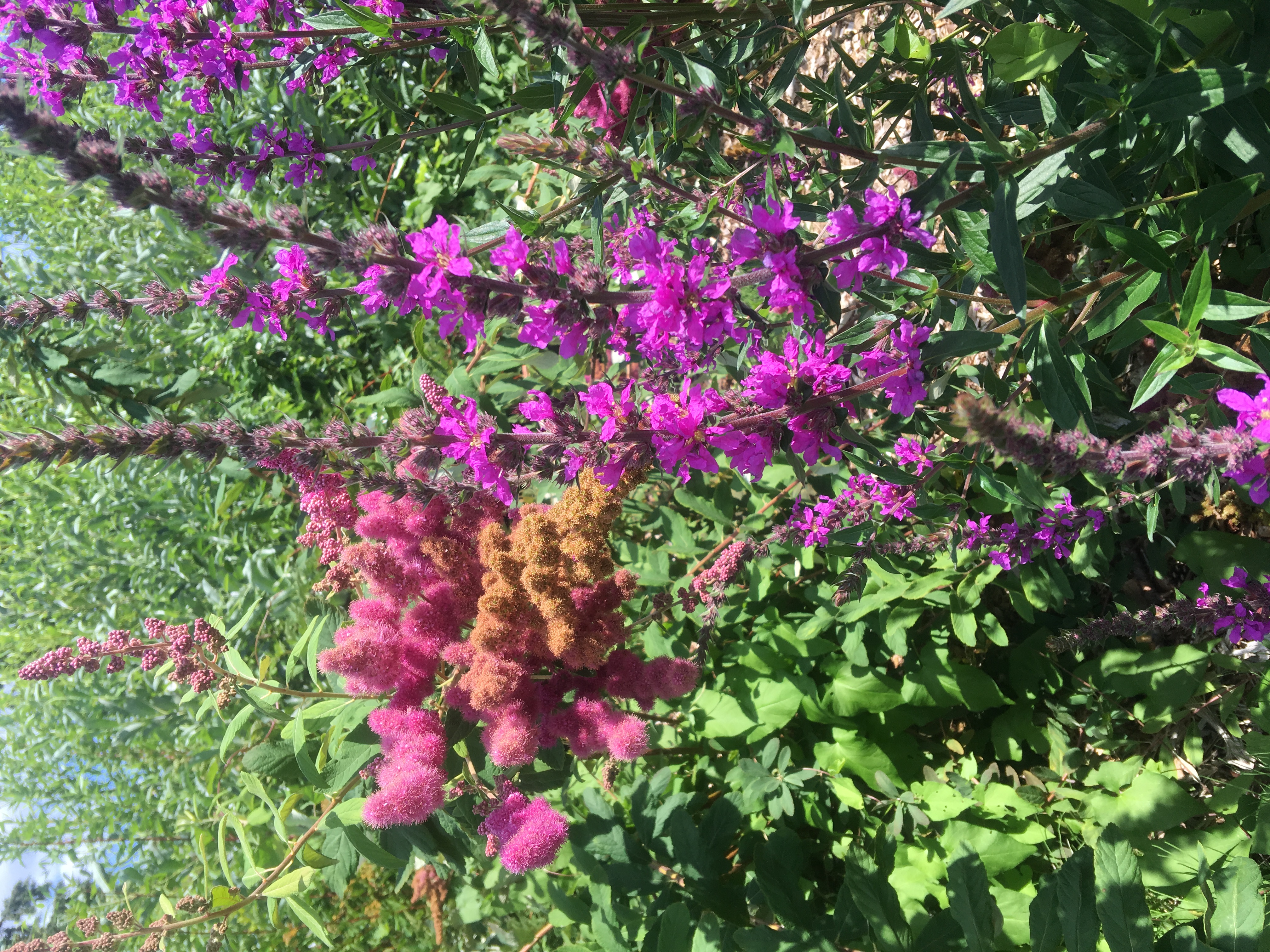 Douglas spirea with “fuzzy” flower spikes on the left. Purple loosestrife with tall, compact spike of flowers on the right.