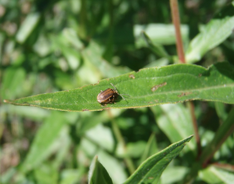 Galerucella beetle on a purple loosestrife leaf.