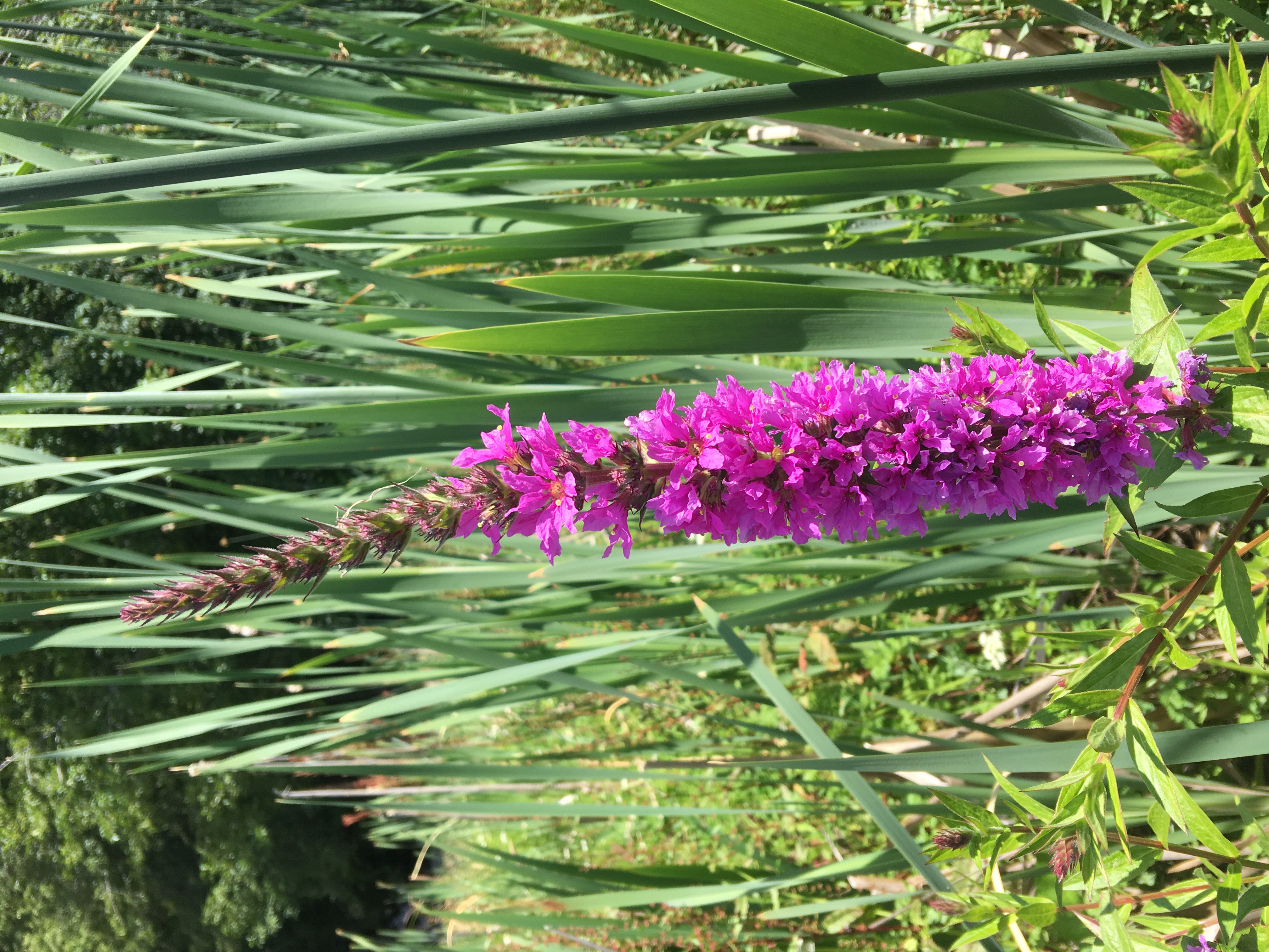 Close up of a purple loosestrife flower spike.
