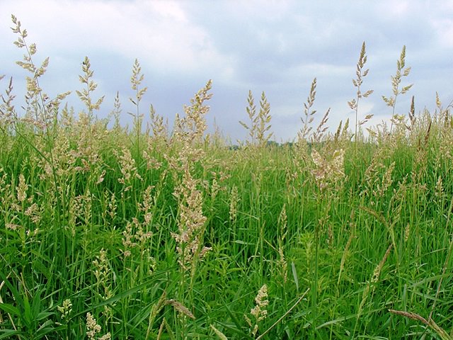Flowering reed canarygrass infestation in a wetland.
