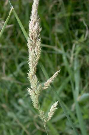 Reed canarygrass flower stalk.