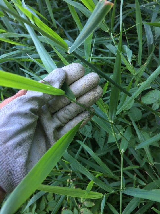 Specialist showing reed canarygrass leaf and stems.