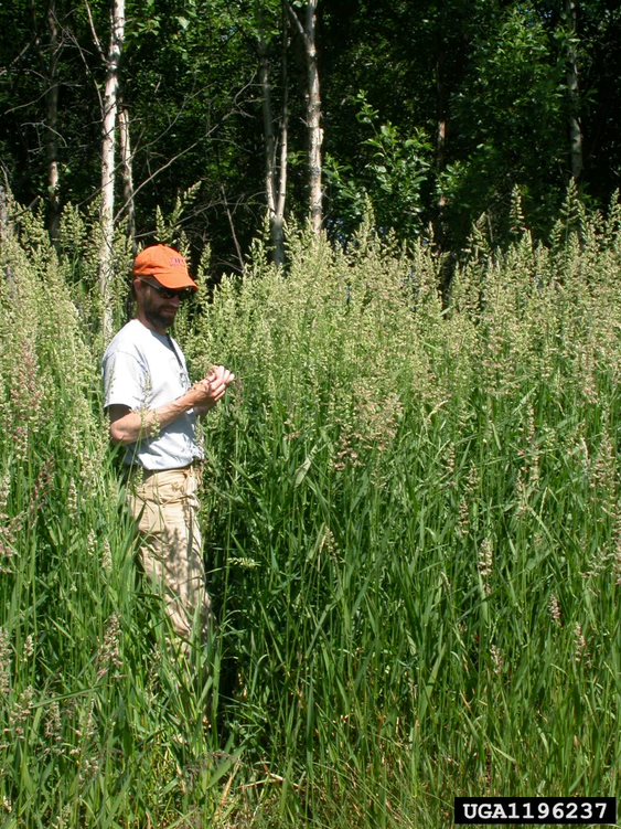 Jamie Nielsen of University of Alaska Extension standing in a tall stand of reed canarygrass.