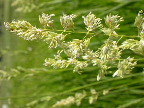 Reed canarygrass flower stalk. Photo by Matt Levin, 2007.