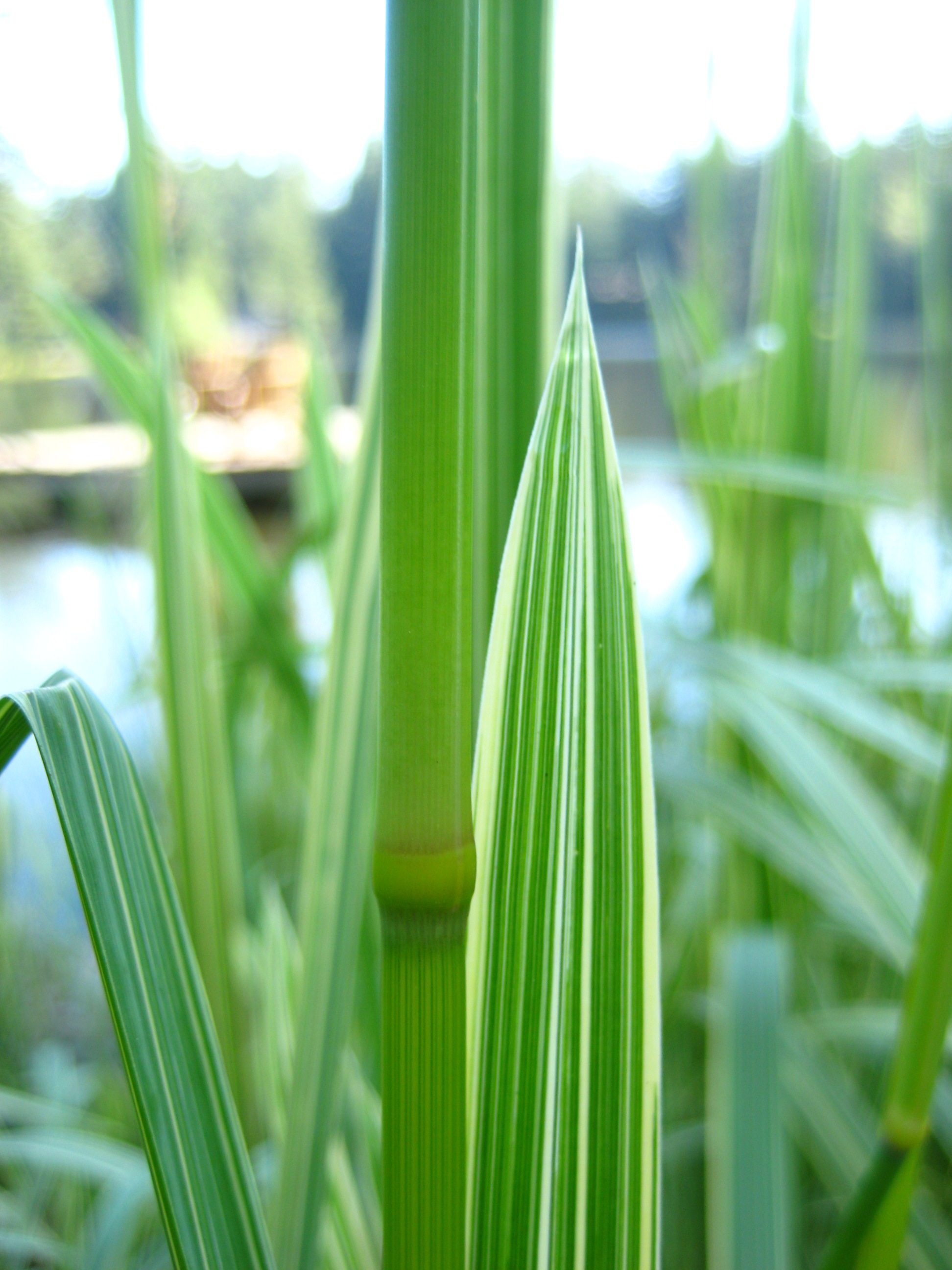 A blade of reed sweetgrass with white stripes in front of a think stem. Grass is growing out of the edge of a body of water in the background.