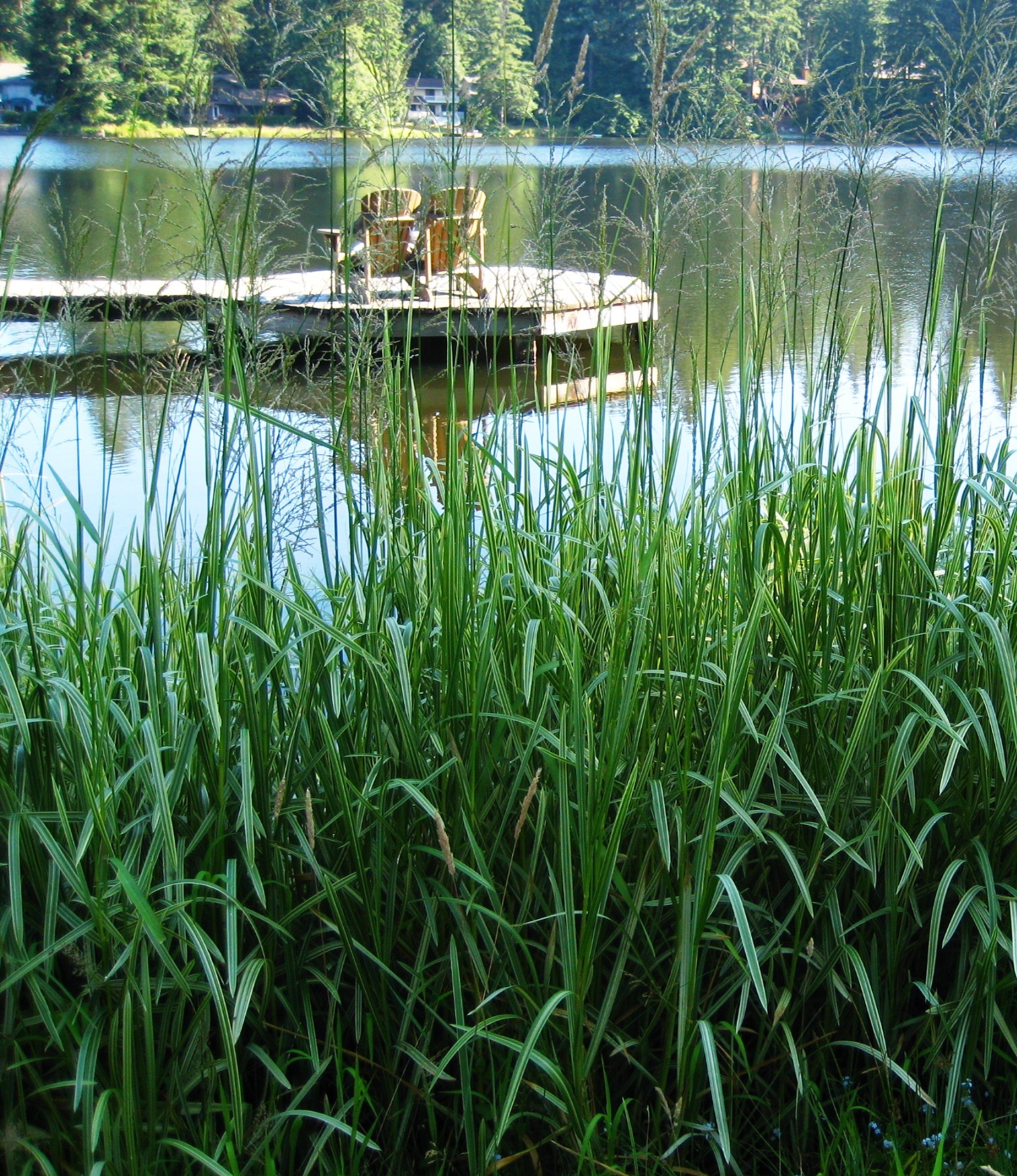 Reed sweetgrass growing in a dense cluster on the edge of a lake, with residential houses and a dock in the background.