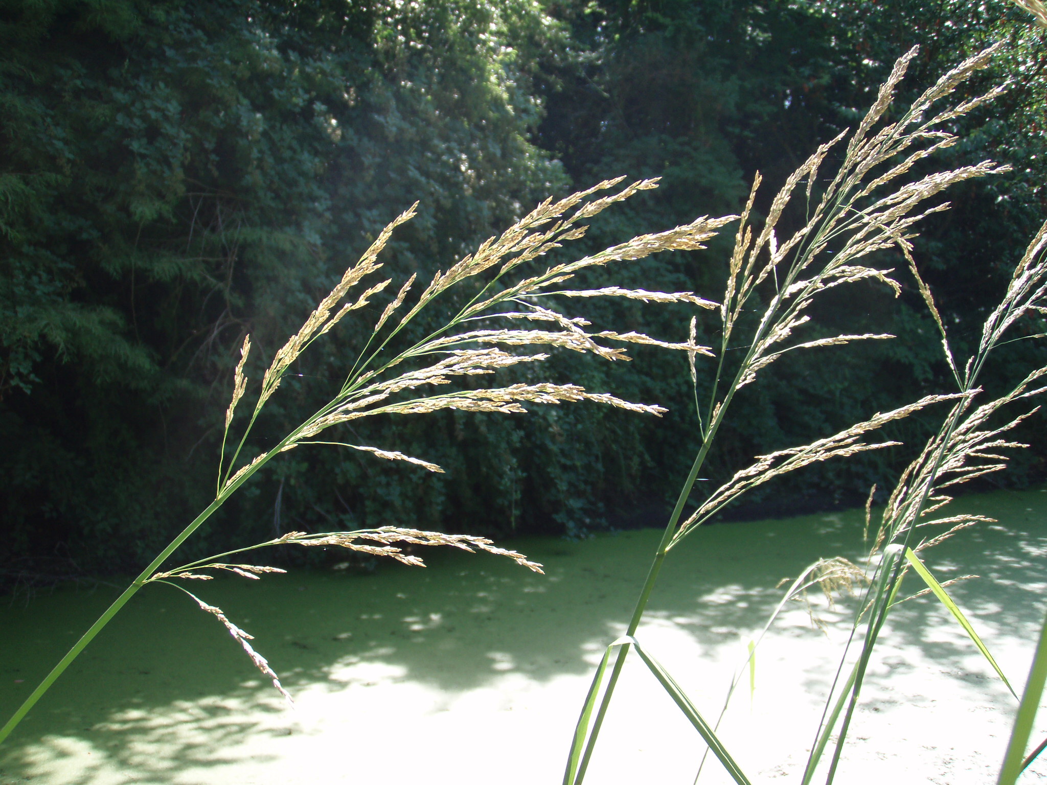Flowering reed sweetgrass being blown in the wind growing out of the bank of a river.