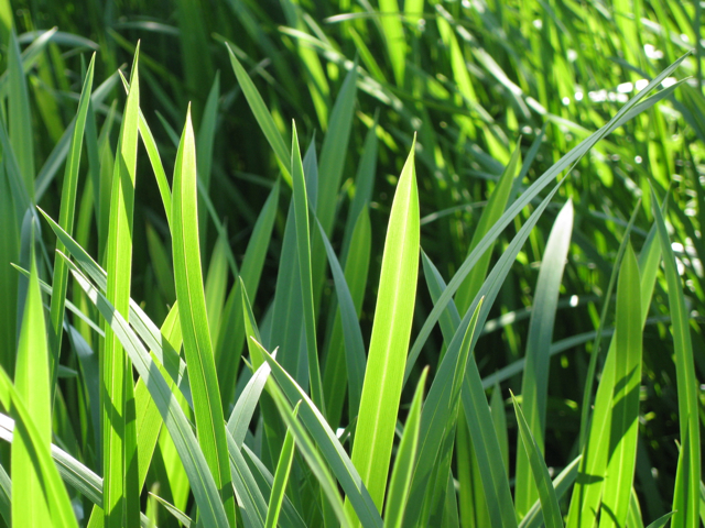 Reed sweetgrass close up, with several broad, flat blades illuminated by the sun.