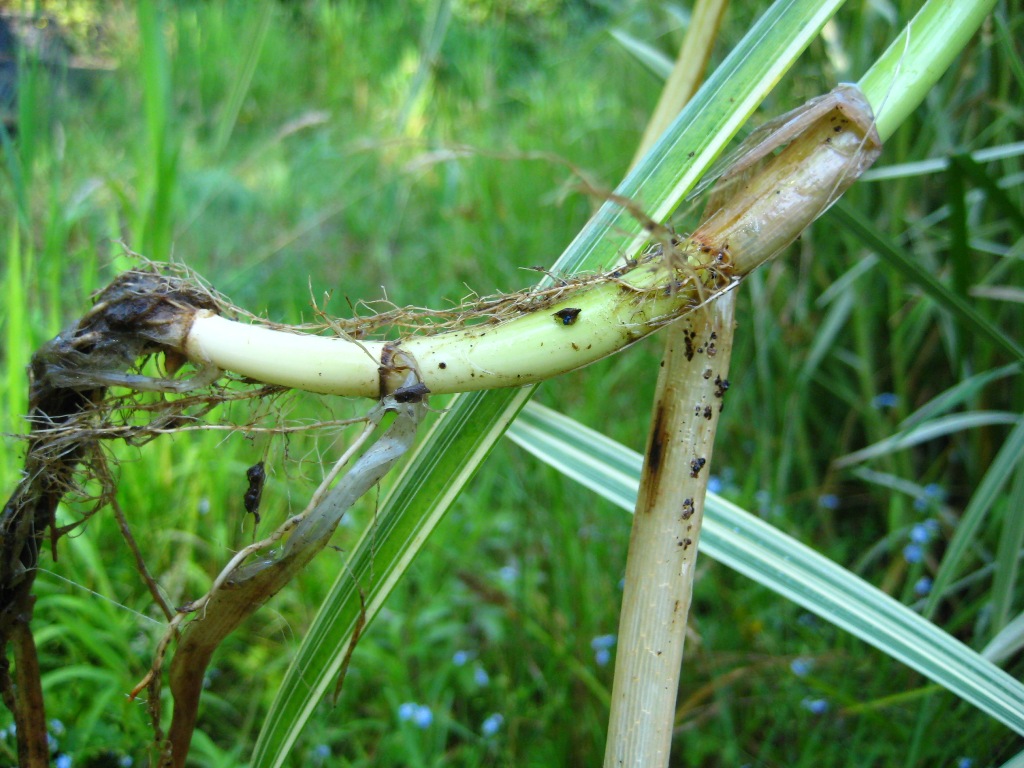 A think, pale green stem with small white roots in the foreground, in front of a grassy background.