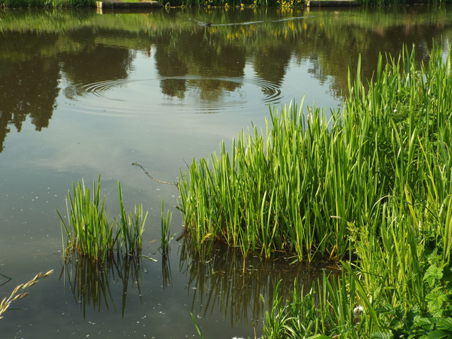 Reed sweetgrass identification and control - King County, Washington