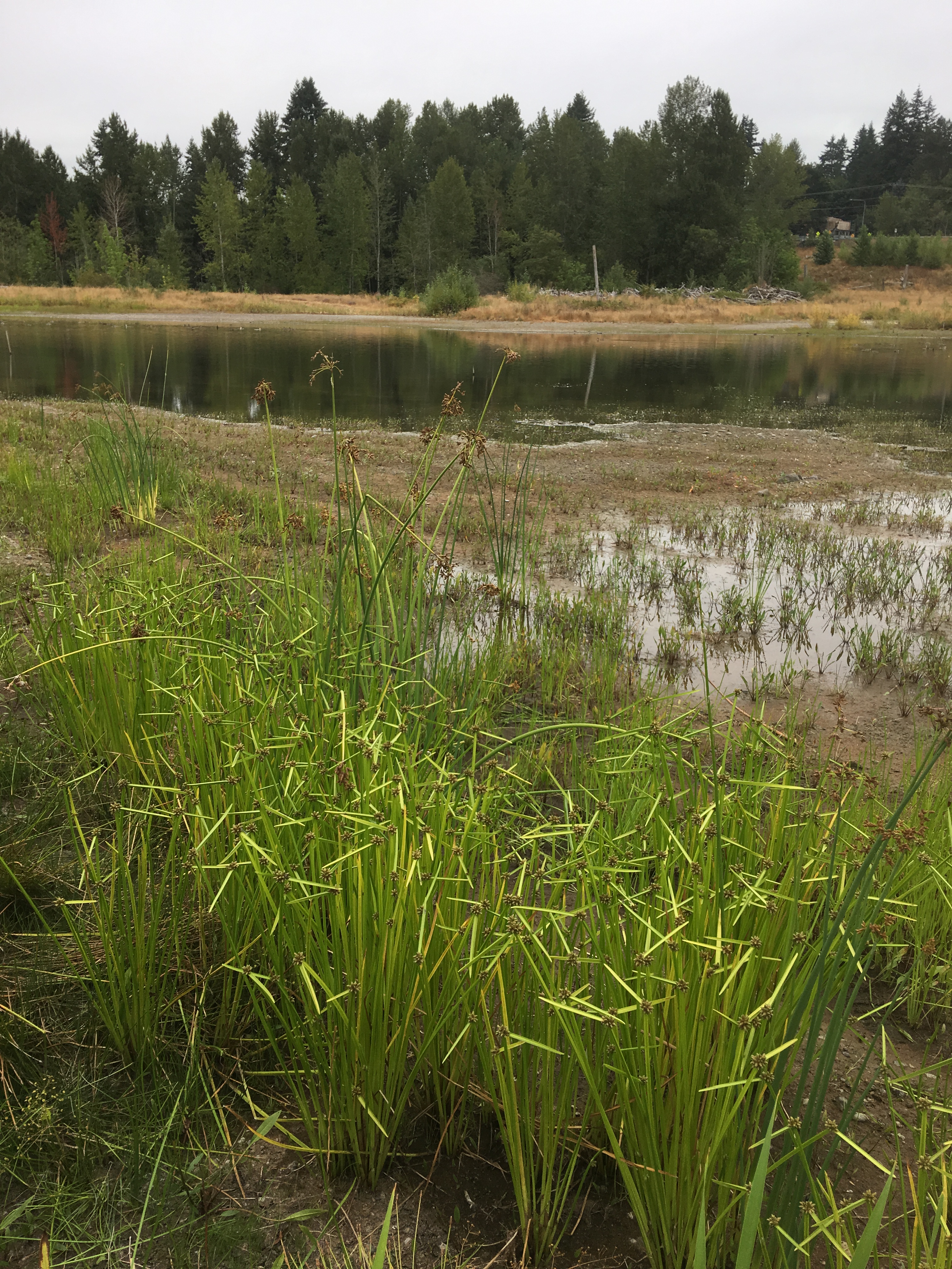 Stand of ricefield bulrush in a wetland. The plant is bright green and stands around 2-3 feet tall. It is growing in the margin of the wetland, near but not within a patch of standing water.
