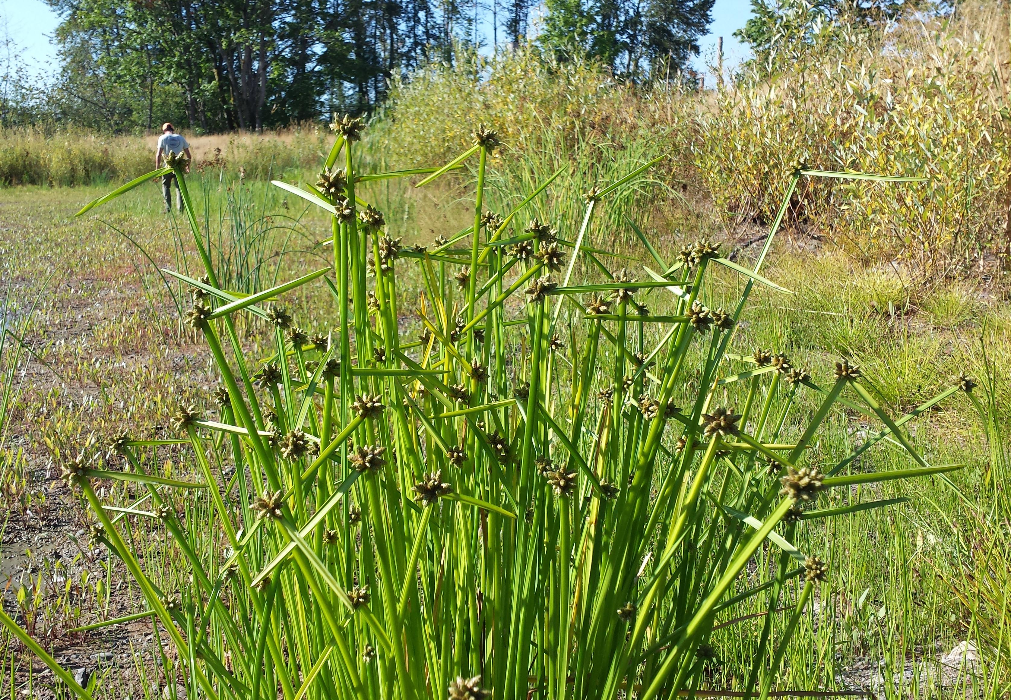 Ricefield bulrush stand. Distinctive leaves at the top of stem are visible, occurring at a 90 degree angle from the main stem and branching off to the side. Clumps of flowers are visible protruding from the stem at the same point as the leaves.