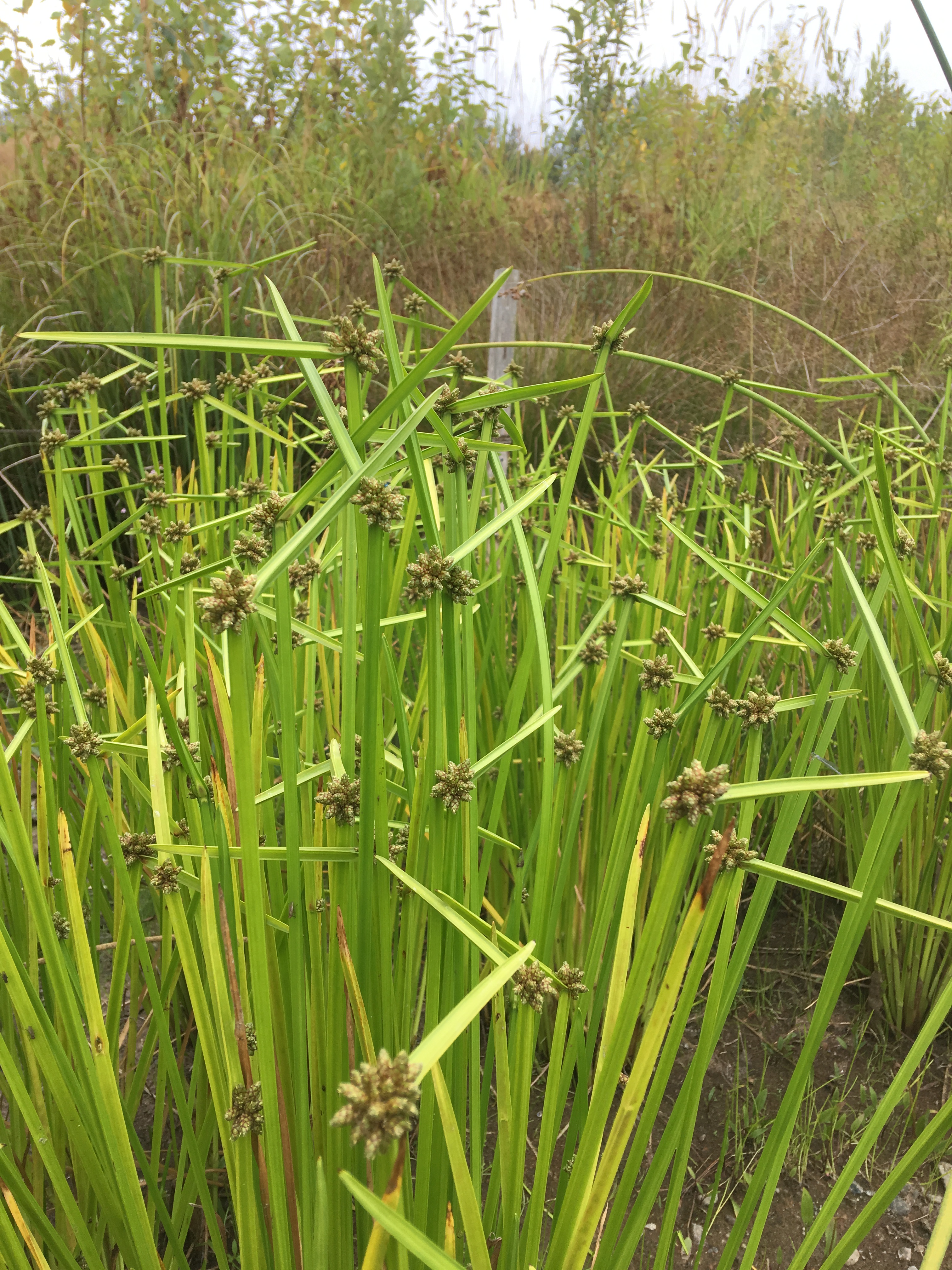 Stand of ricefield bulrush. The plant is very bright green in color with triangular stems and distinctive leaf on top of plant, which just out nearly 90 degrees horizontally. Bunched flower clusters occur at the top of the stem.