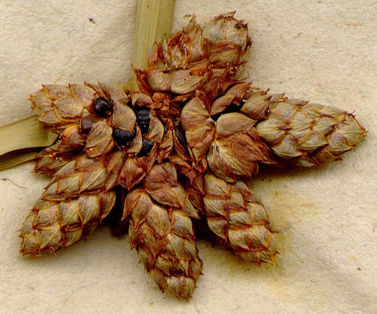 Close up image of flower cluster, featuring 7 separate flowerheads joined at the middle. Flowerheads are brown in color and look scaled, almost like very small pinecones. Small, round black seeds are visible in between the scales.