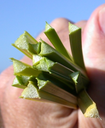 Close up of cut stems. Stems are distinctly triangular with white spongy pulp inside.