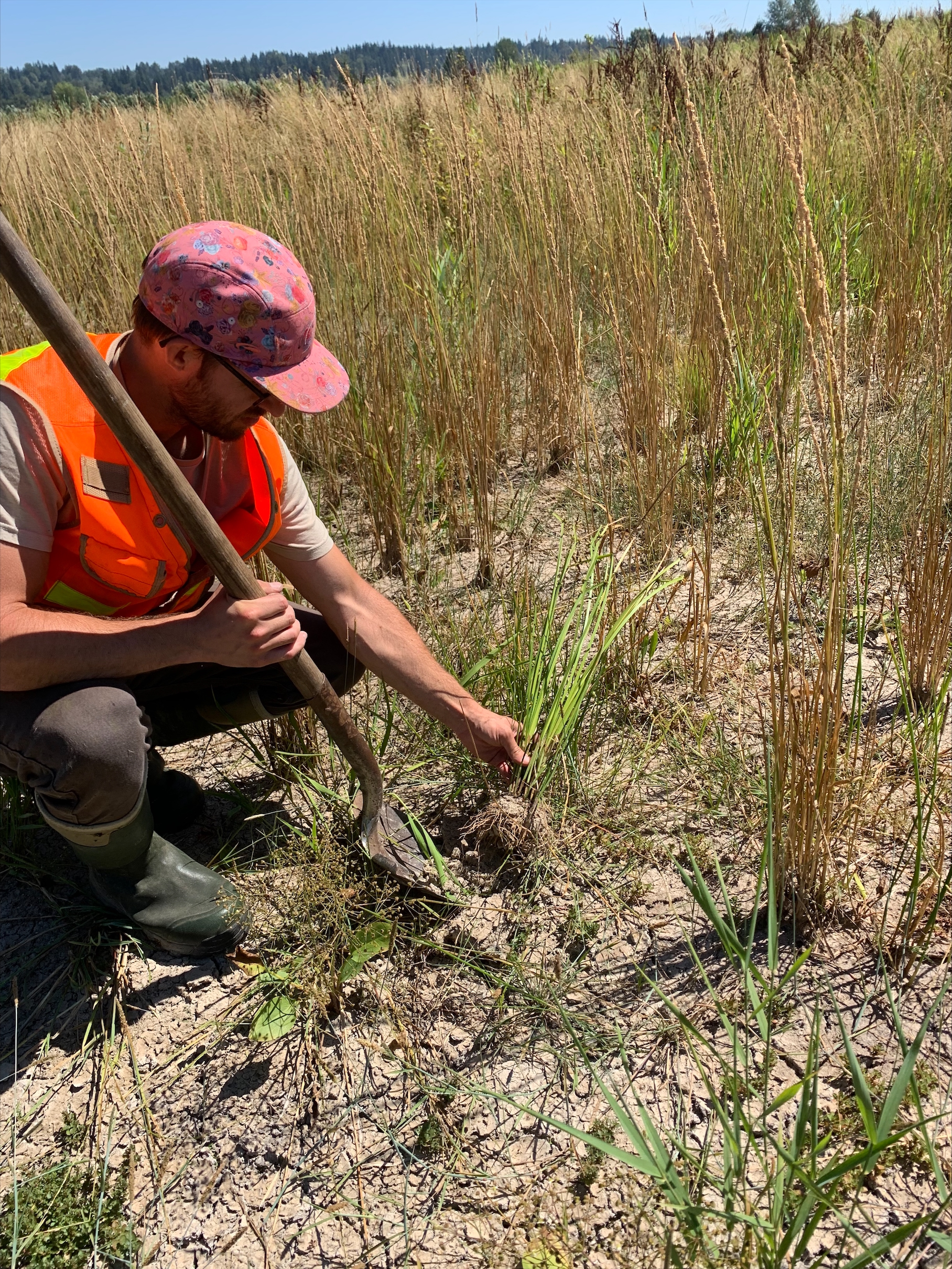 Noxious Weeds specialist manually removing ricefield bulrush by digging the plant up from the base. Plant is much brighter green than nearby rushes and sedges.