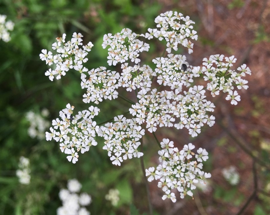 Flowers are on umbrella-shaped structures (umbels), and are white, 2 mm, with heart-shaped petals (notched).