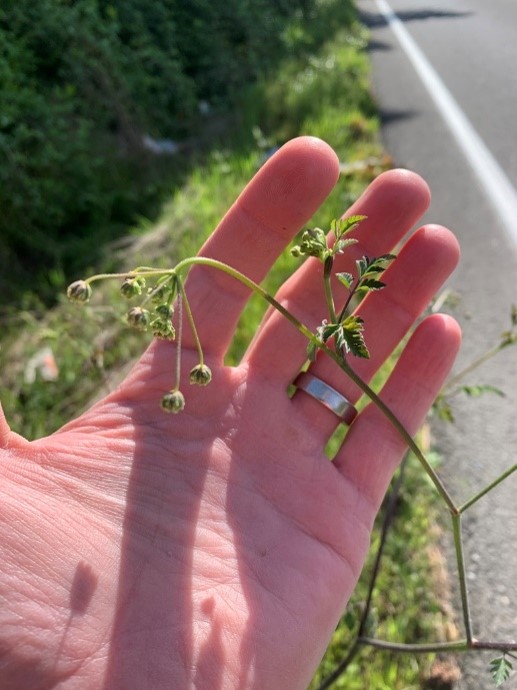 Flowering parts “nod” or droop while in bud prior to flowering.