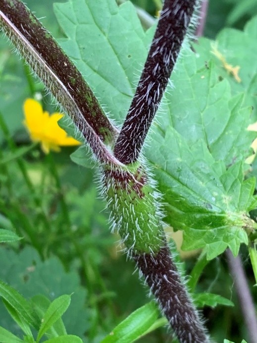 “Spreading” hairs on solid stems that appear blotchy purple on mostly green or sometimes completely purple with swollen nodes.