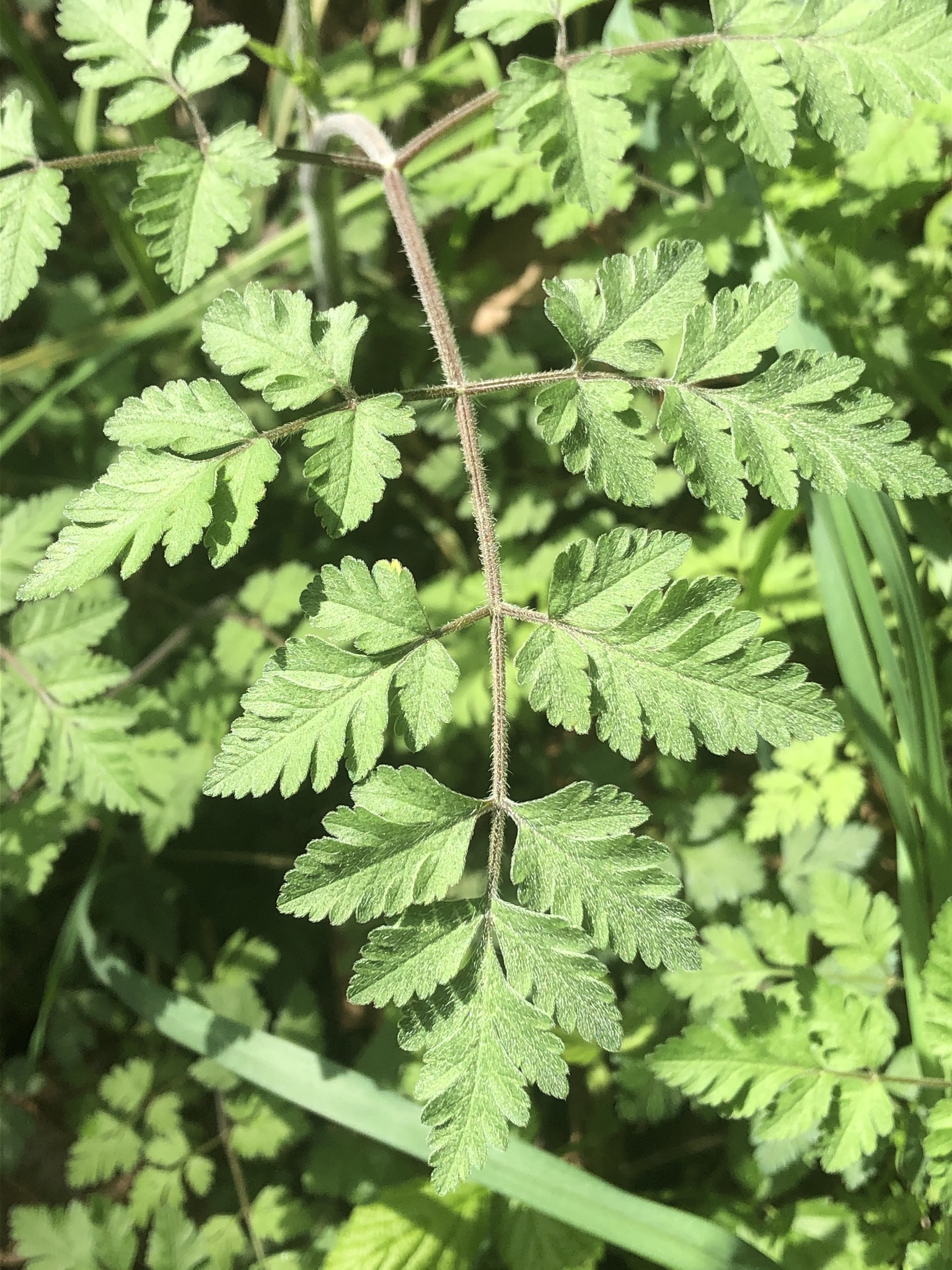 Leaves have more rounded segments and a rough texture (short hairs) while poison hemlock and wild chervil are fern-like and pointed.