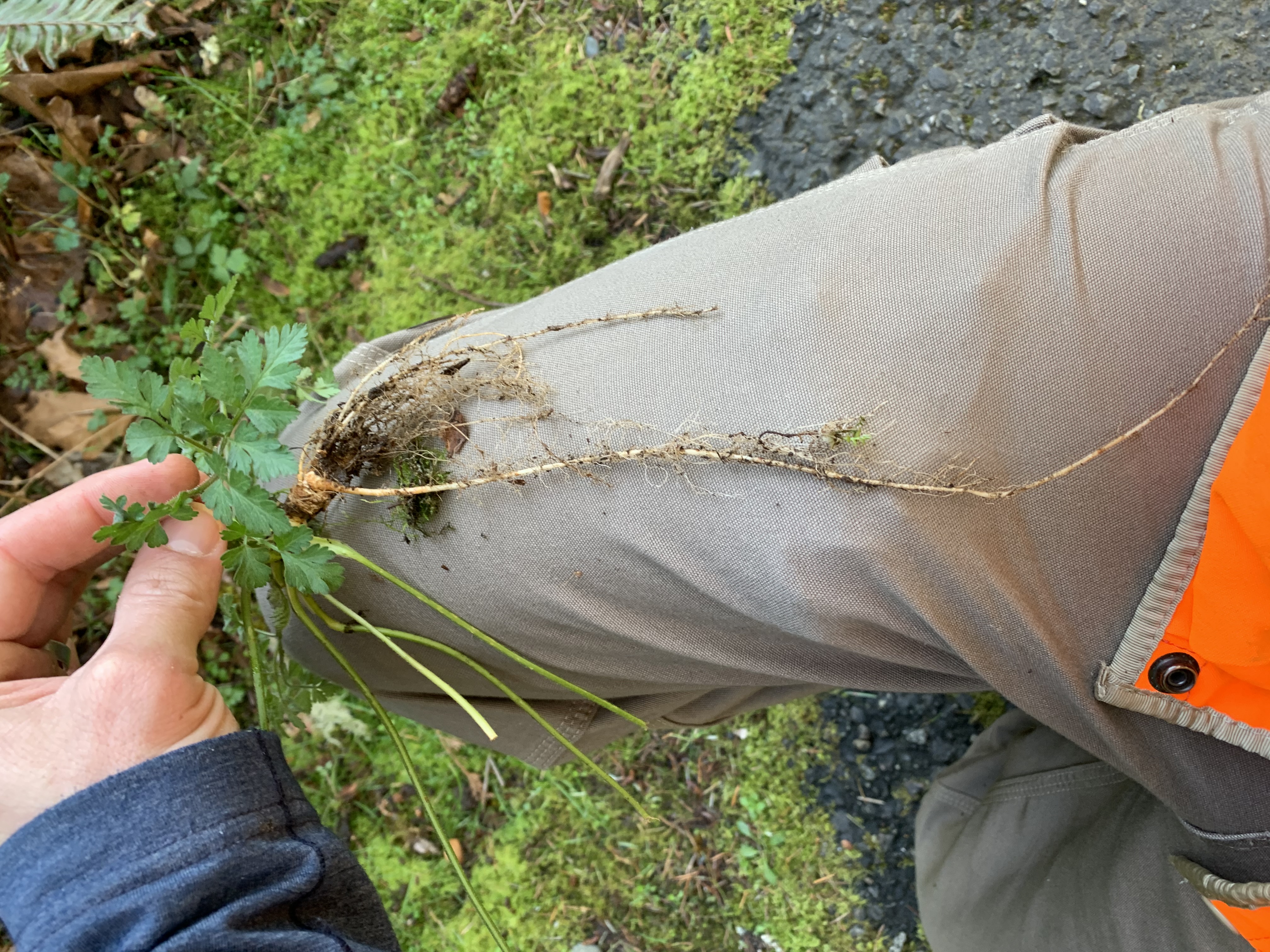 Even young plants can develop a deep taproot.
