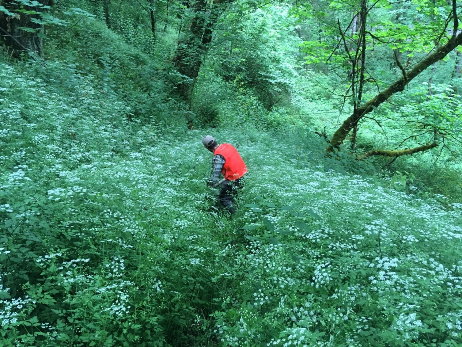Rough chervil infestation at Soos Creek.