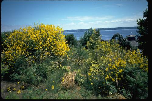 scotch and rush broom growing alongside each other