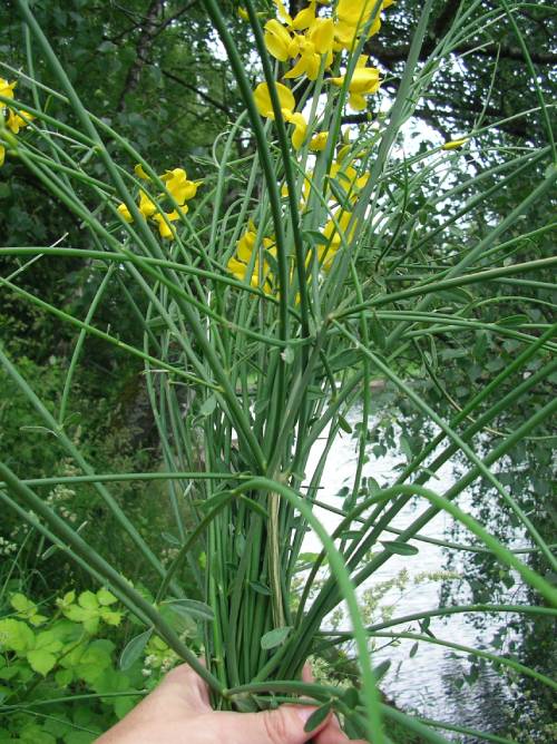 a hand holding a scraggly bouquet of rush broom. The stems are round and green with a few yellow flowers at the top.