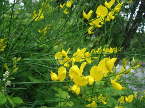 green stems growing horizontally with yellow flowers growing on the top of the stems. The flowers look vaguely like bonnets with rounded hoods in the back and a more pointed shape in the front.