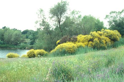 rush broom from a distance. Large yellow mounds in a grassy field.